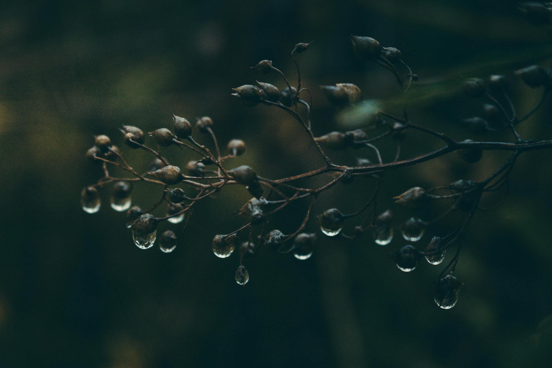 Fresh berries close up — Sanjeev