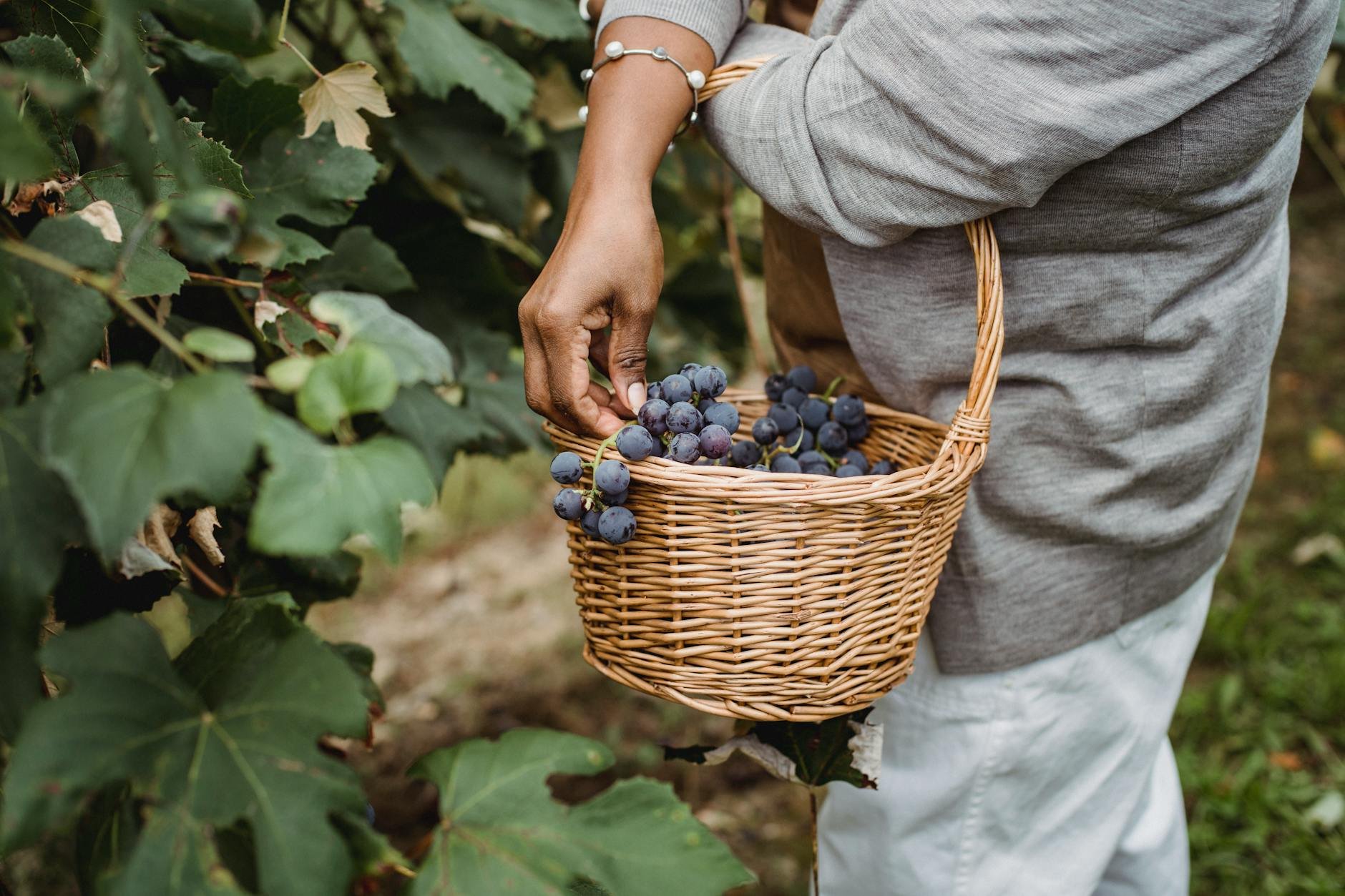 Farmer picking fresh fruit — Sanjeev